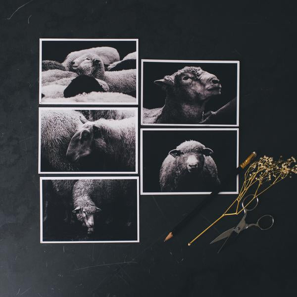 Twig & Horn Sheep Postcard Set